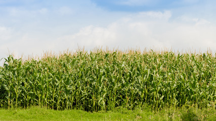 Green corn field. Farmland