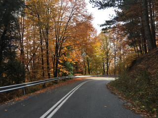 Fototapeta premium Driving through an autumn forest