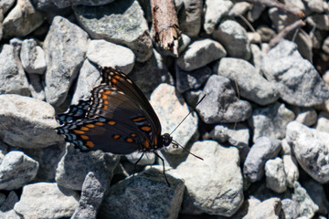 Giant  Swallowtail butterfly closeup on rocks