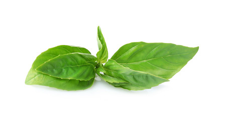 Green fresh organic basil isolated on white