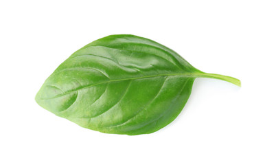 One leaf of green fresh organic basil isolated on white