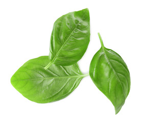 Three leaves of green fresh organic basil isolated on white