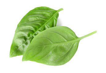 Two leaves of green fresh organic basil isolated on white