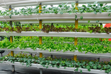 Vegetables are grown using fertigation system. Vegetables can be planted in a small space and...