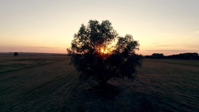 Lonely tree in the field at sunset, aerial photography of video in motion