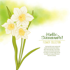 A narcissus flower on a green watercolor background. The flowers