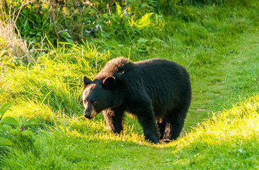 A quiet bear looks at an intruder on the way, Forillon National Park in the Gaspé Peninsula of...
