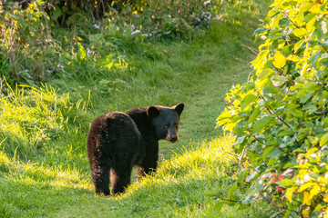 A quiet bear turns to look at an intruder on the way, Forillon National Park in the Gaspé Peninsula of Quebec © Louis-Michel DESERT