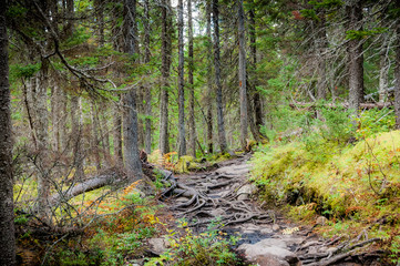 Roots on a path in the forest of Mount Albert colored by the early autumn, in the Gaspé Peninsula of Quebec