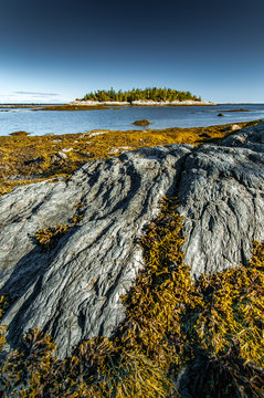Orange kelp in the rocks of Bic National Park at low tide, Quebec