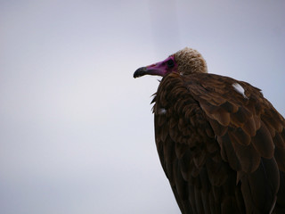 Vautour