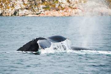 Humpback whale tail, Greenland