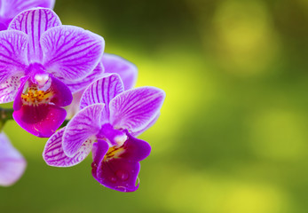 Fototapeta na wymiar Pink orchid flowers isolated.
