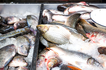 Group of fresh fish in market