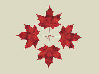 Autumn falling leaves