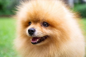 Pomeranian dog in a green garden in garden field