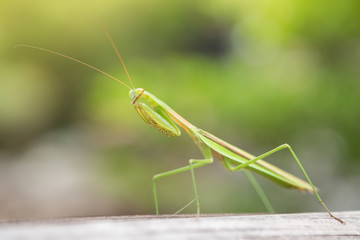 Close up green mantis with greenary background.