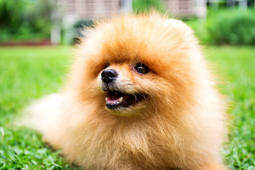 Pomeranian dog in a green garden in garden field