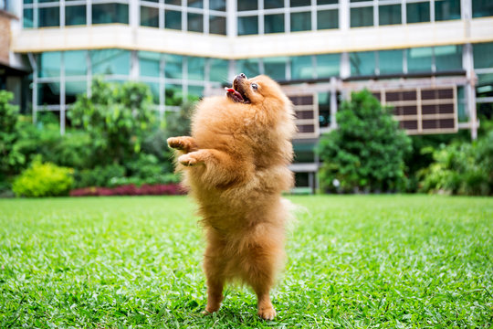 Pomeranian Dog Standing On Hind Legs