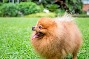 Pomeranian dog in a green garden in garden field