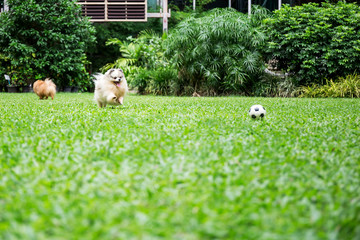 Obraz na płótnie Canvas Pomeranian dog running on green grass playing football