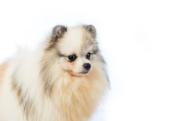 Obraz premium White Pomeranian dog isolated on white background