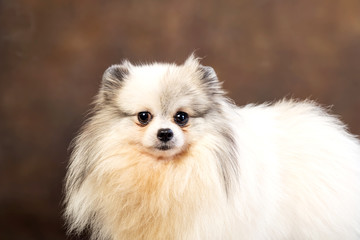 White Pomeranian