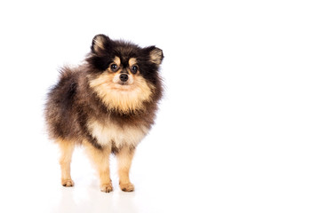 Obraz premium Pomeranian dog isolated on white background