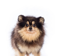 Obraz premium Pomeranian dog isolated on white background