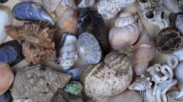 Collection of seashells shell conch cockleshell for backgrounds