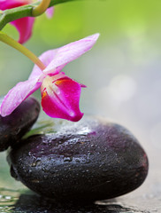 Black spa stones and pink orchid flowers .