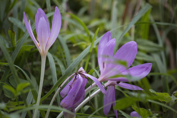 Herbstzeitlose Colchicum autumnale