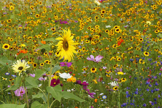 Streublumenwiese Images Browse 15 Stock Photos, Vectors, and Video