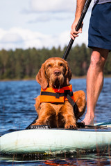Vizsla Stand up paddling mit Hund
