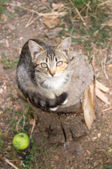 Naklejka na ściany i meble Cat sitting on the stump. Rustic style, selective focus.