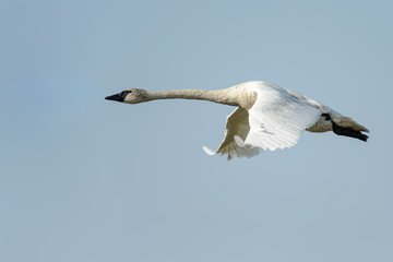 Isolated Swan Flying in Clear Blue Sky