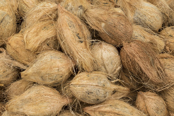 Coconuts for sale on the market
