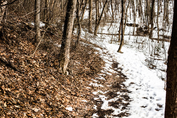 Winter Trail 