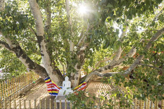Buddha statue under a holy bodhi tree in Kandy, Sri Lanka