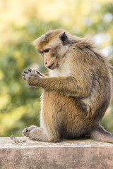 Macaque Monkey sitting on a wall, Kandy, Sri Lanka
