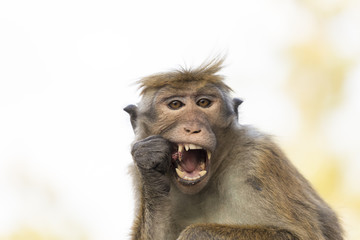 Macaque Monkey eats a nut, Kandy, Sri Lanka