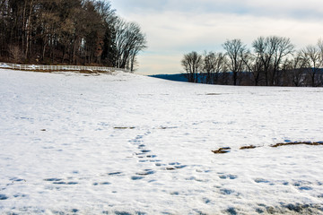Winter Field