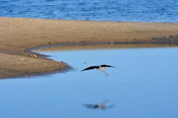 Oiseau survolant la mer 