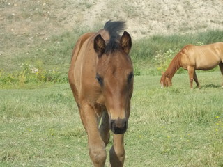 Fototapeta premium Walking Azteca Foal in Field in Montana