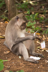Naklejka na ściany i meble Monkey, Indonesia, Bali