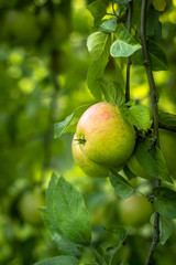 Ripe apples on the tree - 171630166