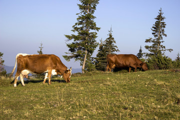 Cows eat grass on the lawn in the mountains. The animals graze.