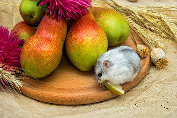  chipmunk hamster with pears, poppy seeds, wheat on paper and wood background