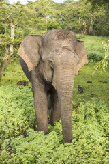 Fototapeta premium Wild elephant in Yala National Park, Sri Lanka