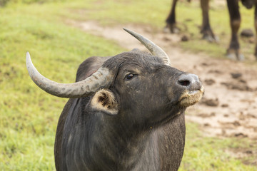 Asian water buffalo in Yala Nationalpark, Sri Lanka